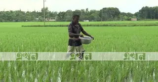 কুষ্টিয়ায় সার সংকটে দিশেহারা কৃষক; কৃষি অফিস বলছে ‘সংকট নেই’